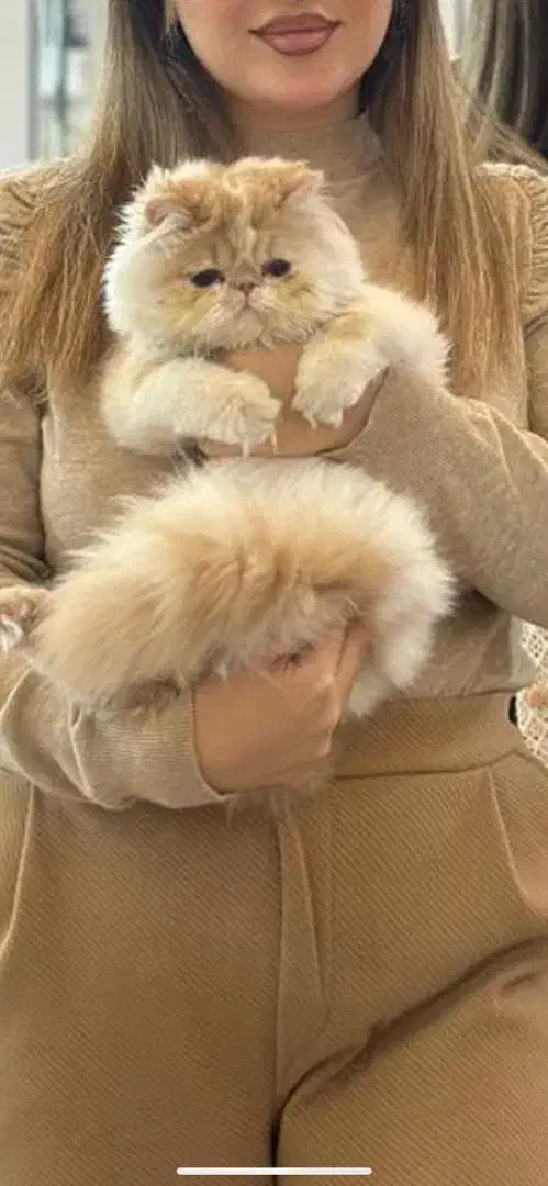 گربه پرشین نر|گربه|گلستان (تهران), |دیوار