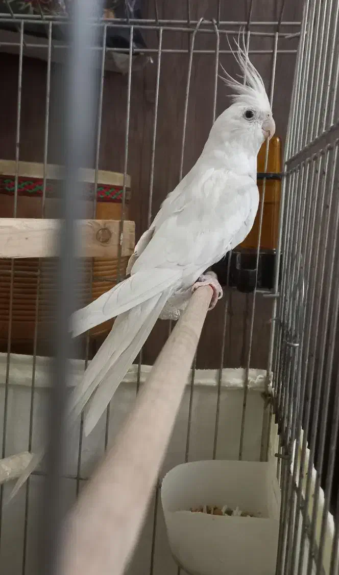 عروس هلندی نر|پرنده|بسطام, |دیوار