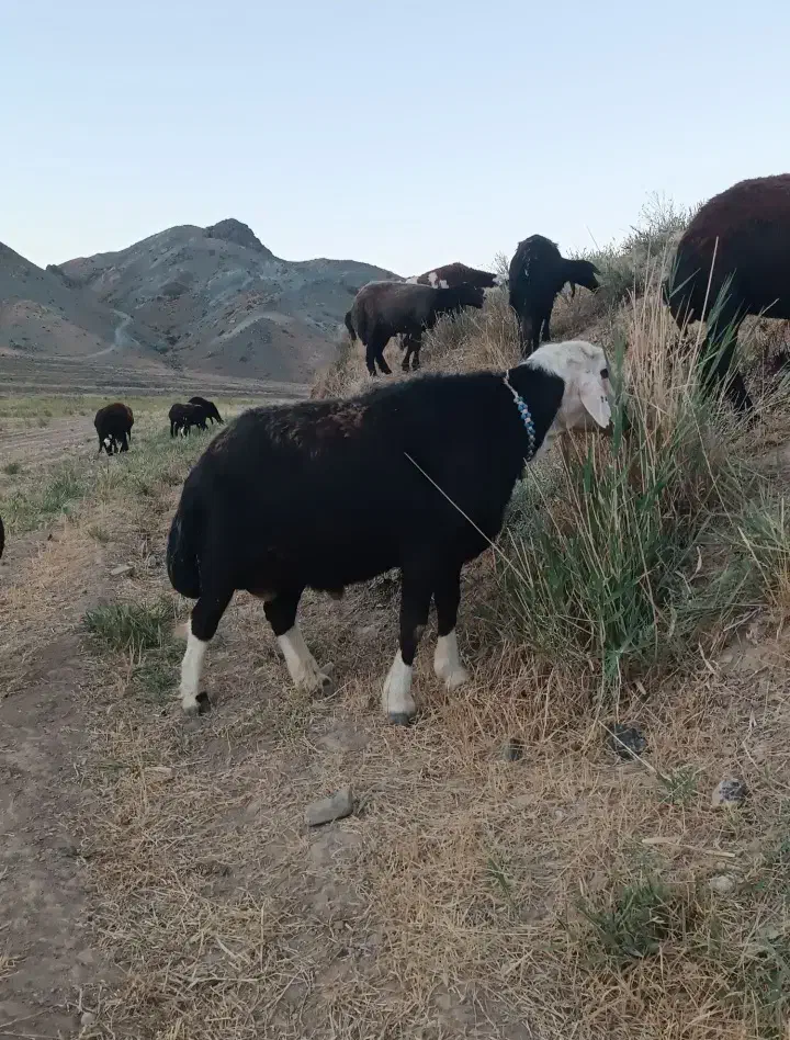 قوچ افشاری|حیوانات مزرعه|آزادشهر, |دیوار