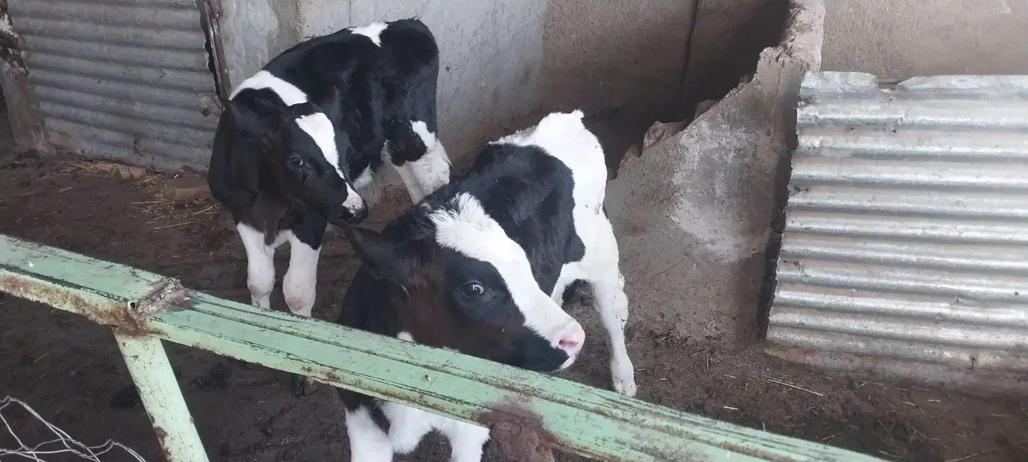 گوساله نر و ماده ۴۰ روزه|حیوانات مزرعه|تربتحیدریه, آسایش|دیوار