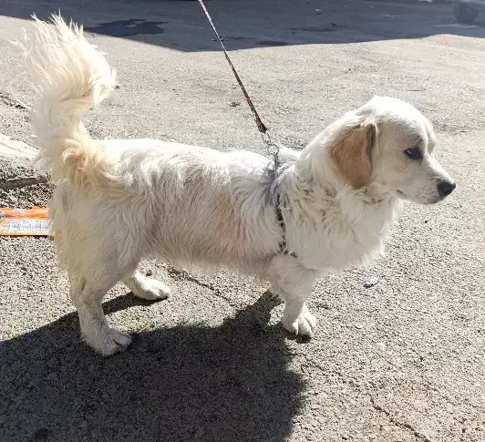 سگ پا کوتاه|سگ|کرمانشاه, |دیوار