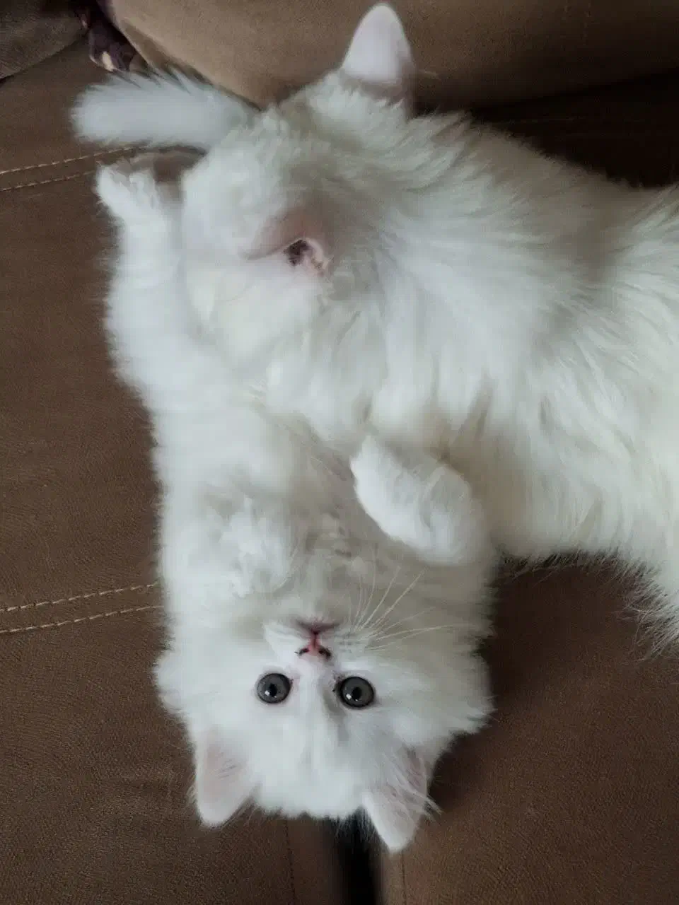 گربه پرشین|گربه|اراک, |دیوار