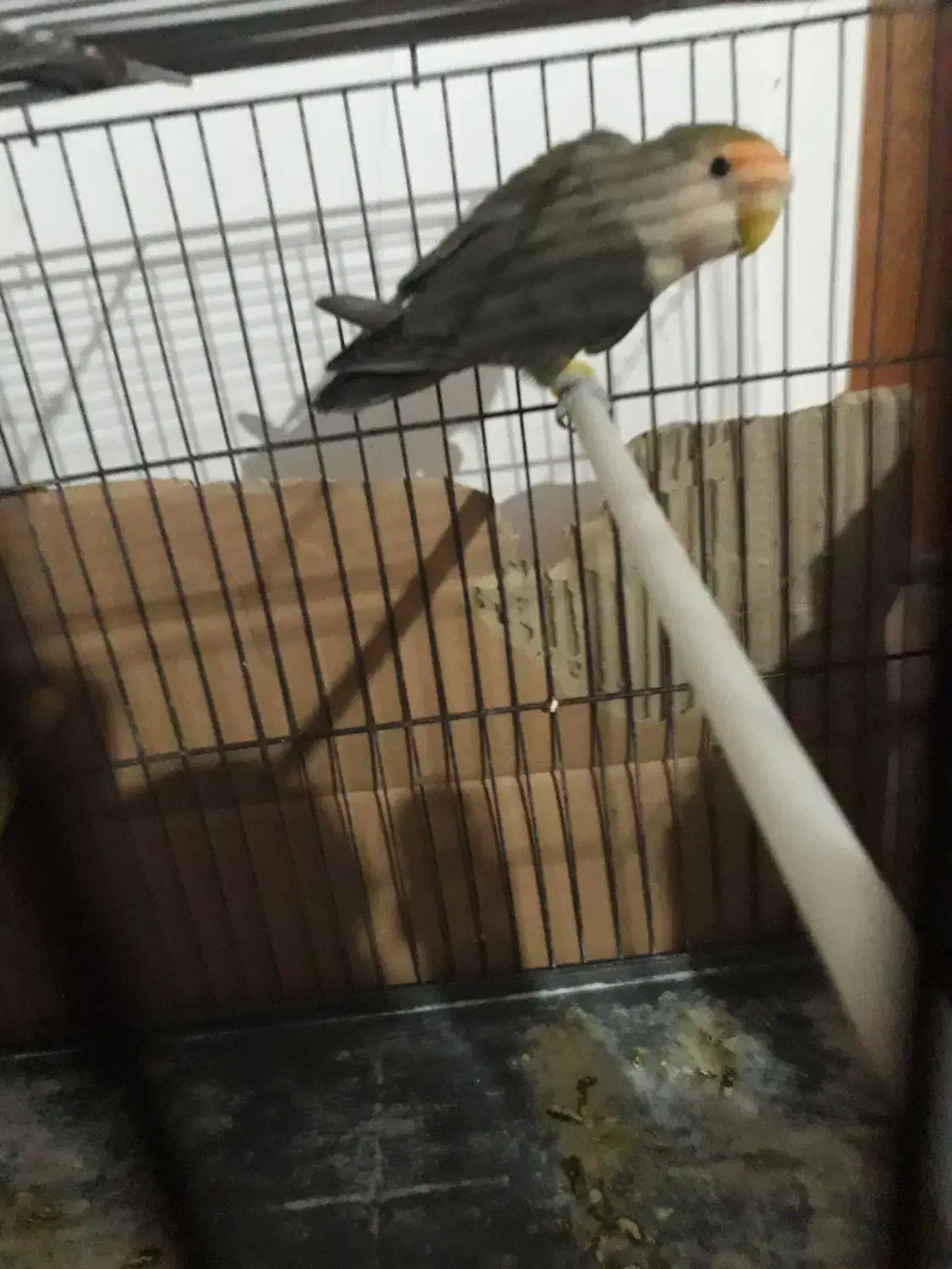 طوطی برزیلی نر|پرنده|اردبیل, |دیوار