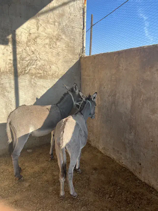 کره خر نر و ماده|حیوانات مزرعه|مسجد سلیمان, |دیوار