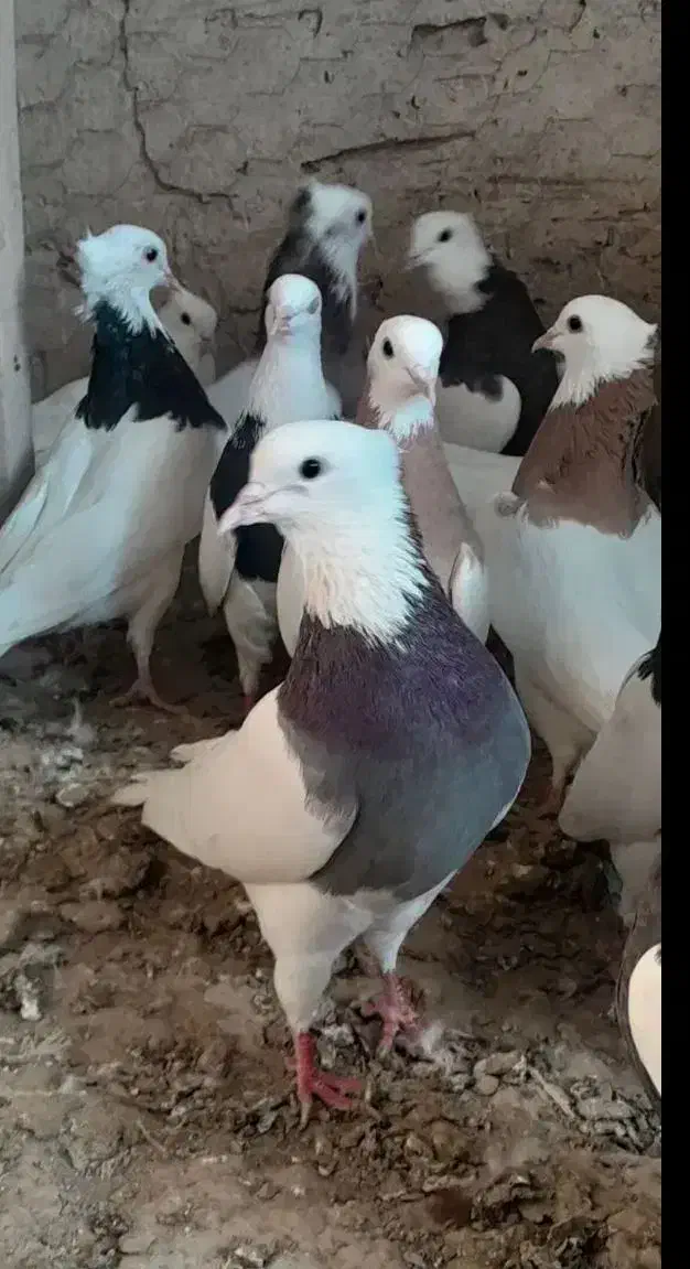 کفترطوقی|پرنده|مشکیندشت, |دیوار