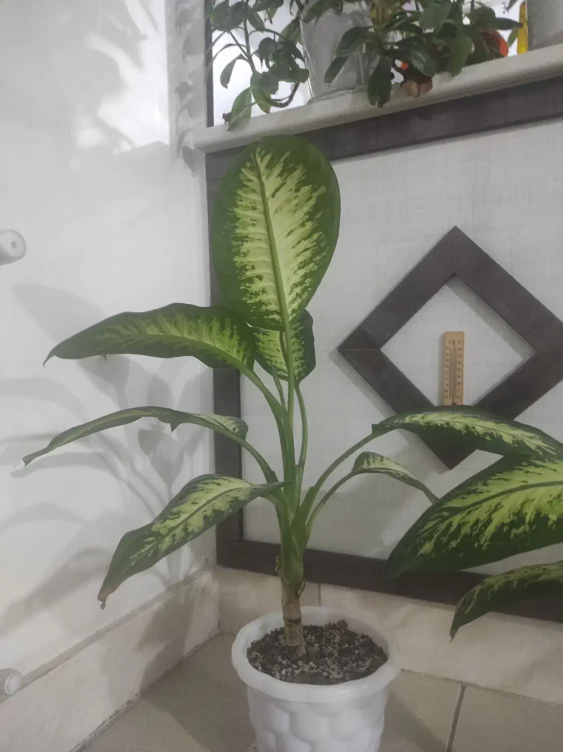 گل دیفن|گل و گیاه طبیعی|ساوه, |دیوار