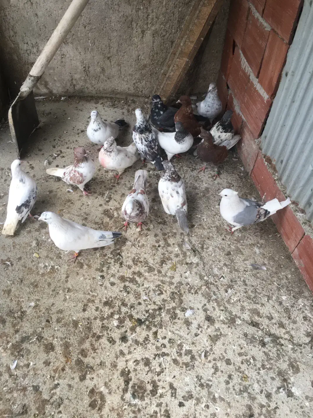 کبوتر|پرنده|آستارا, |دیوار