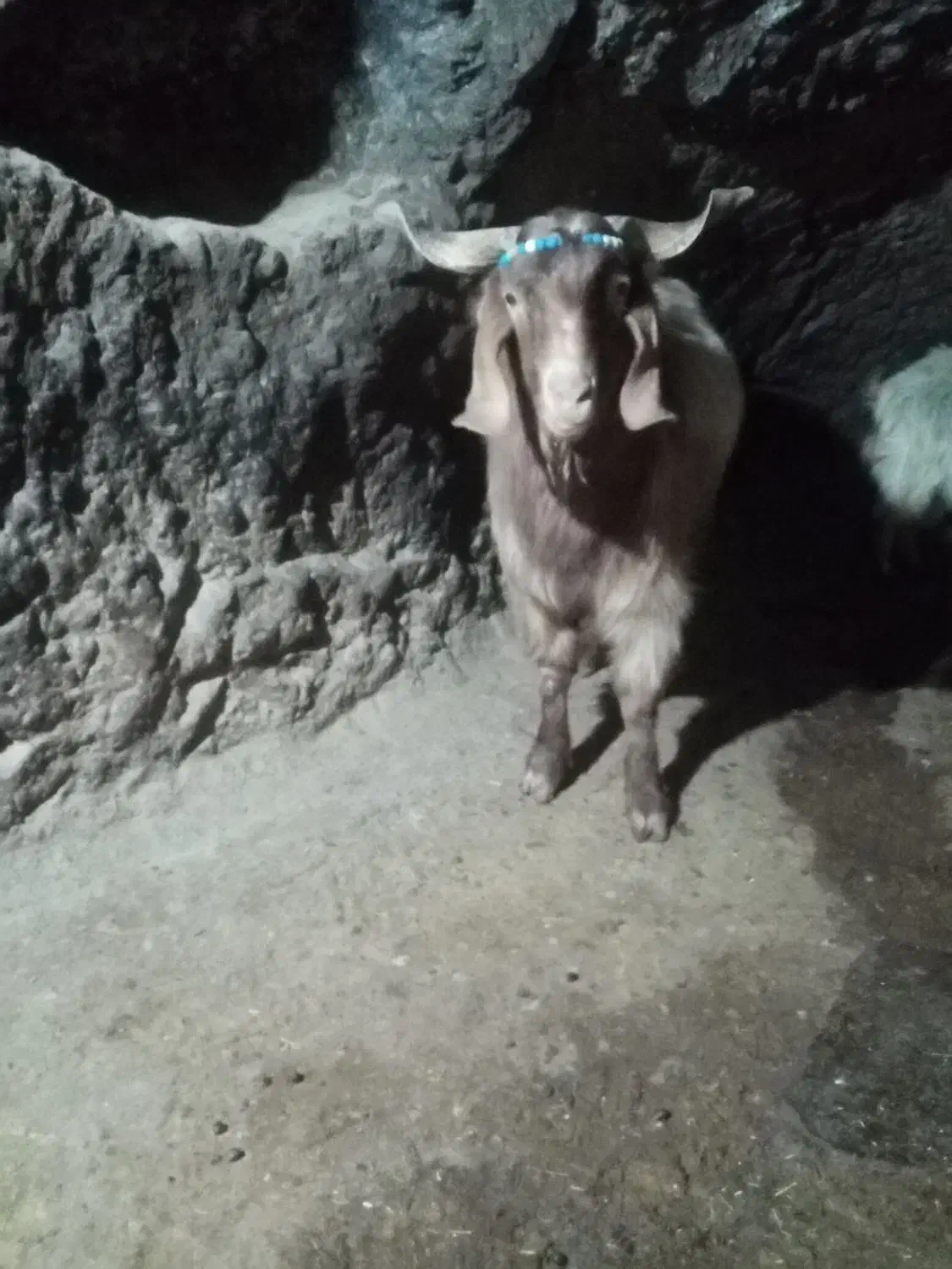 بز نر پا کستانی|حیوانات مزرعه|سنندج, |دیوار