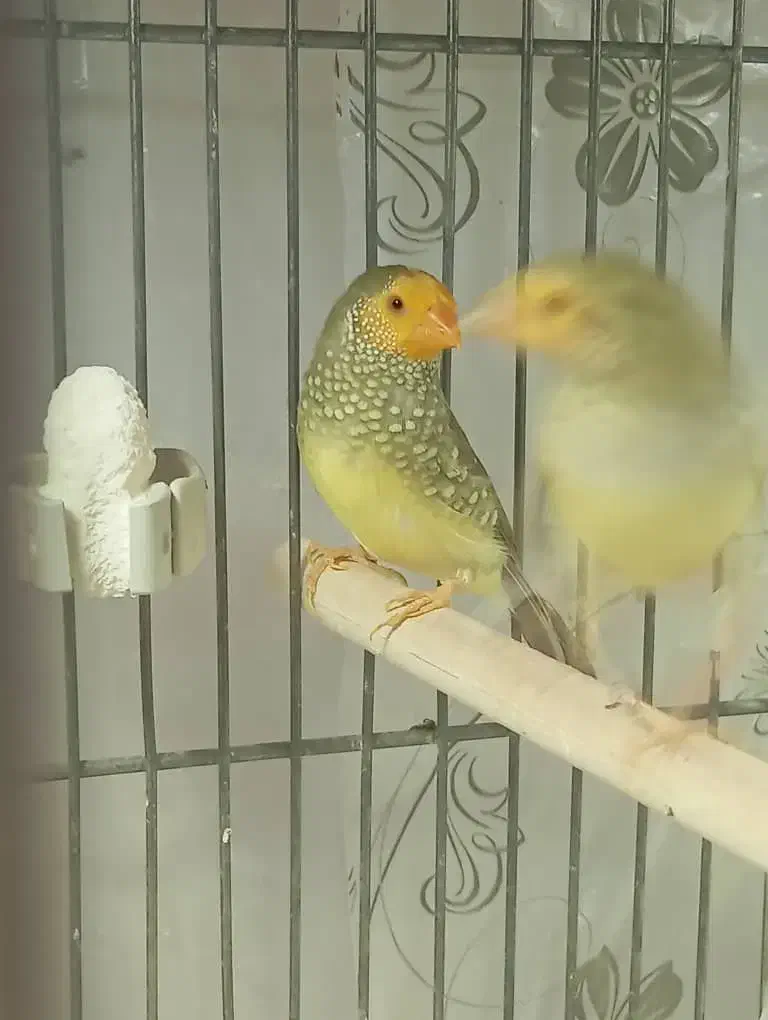 فنچ ستاره ای|پرنده|قم, پردیسان|دیوار