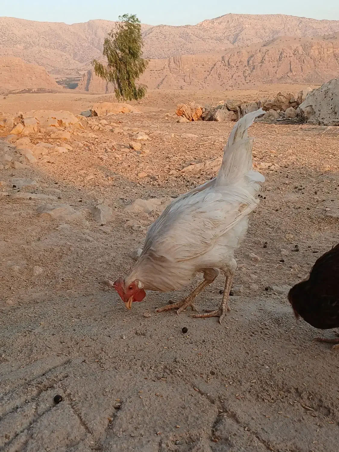 خروس سرحال|حیوانات مزرعه|سرپل ذهاب, |دیوار