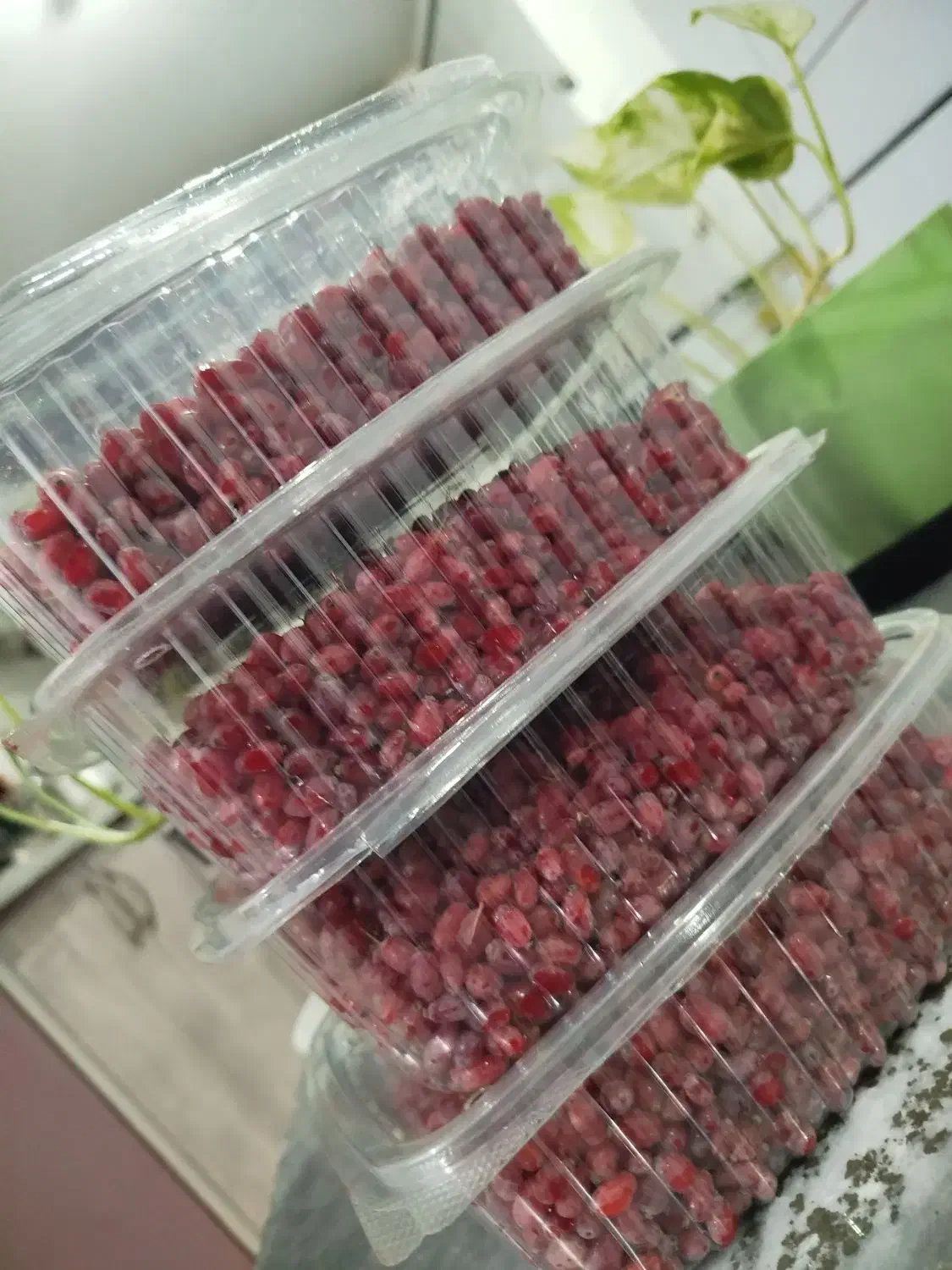 زرشک تازه|عمده‌فروشی|خواف, |دیوار