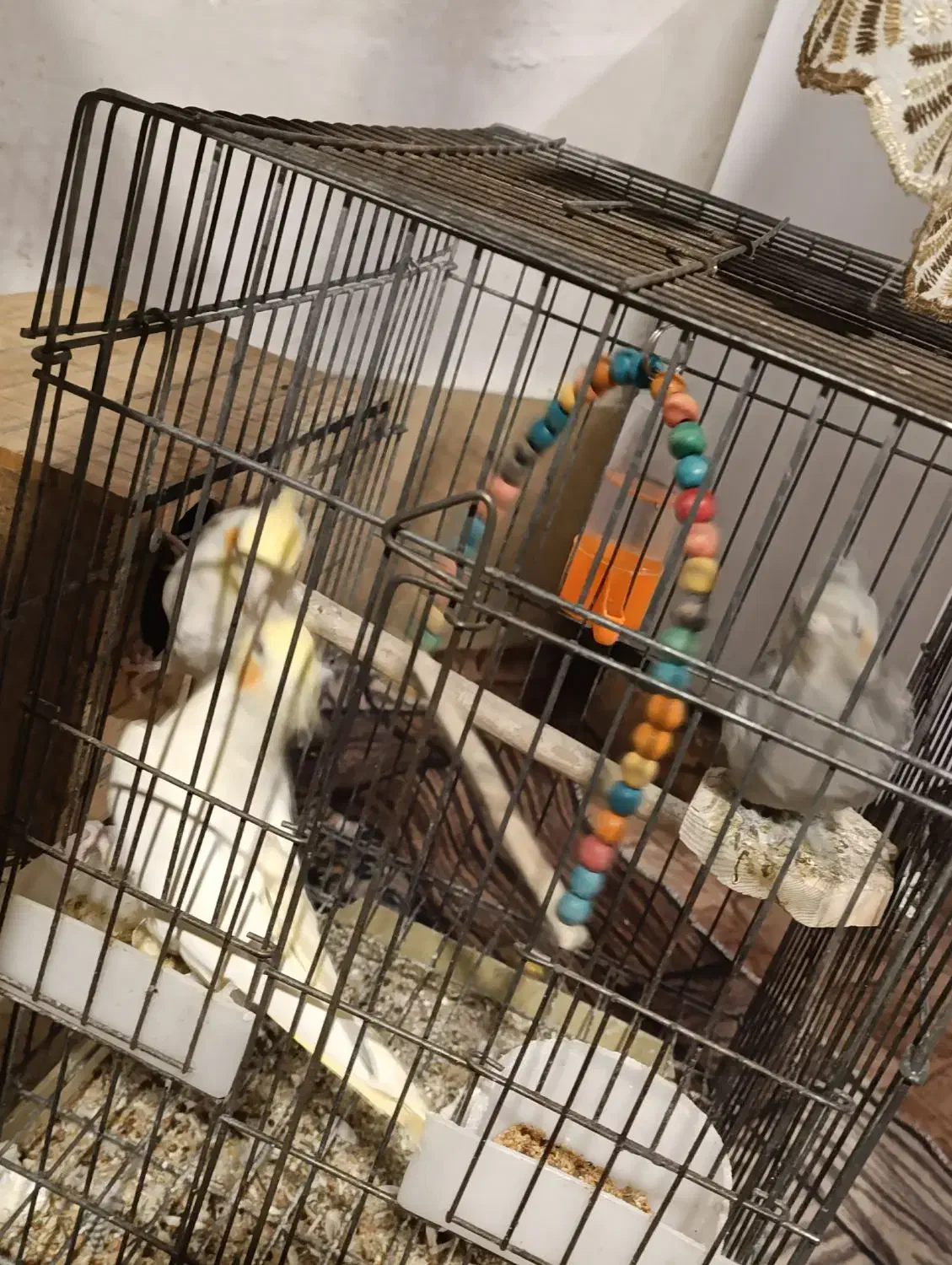 عروس هلندی|پرنده|شیراز, باغشهر اهل بیت|دیوار