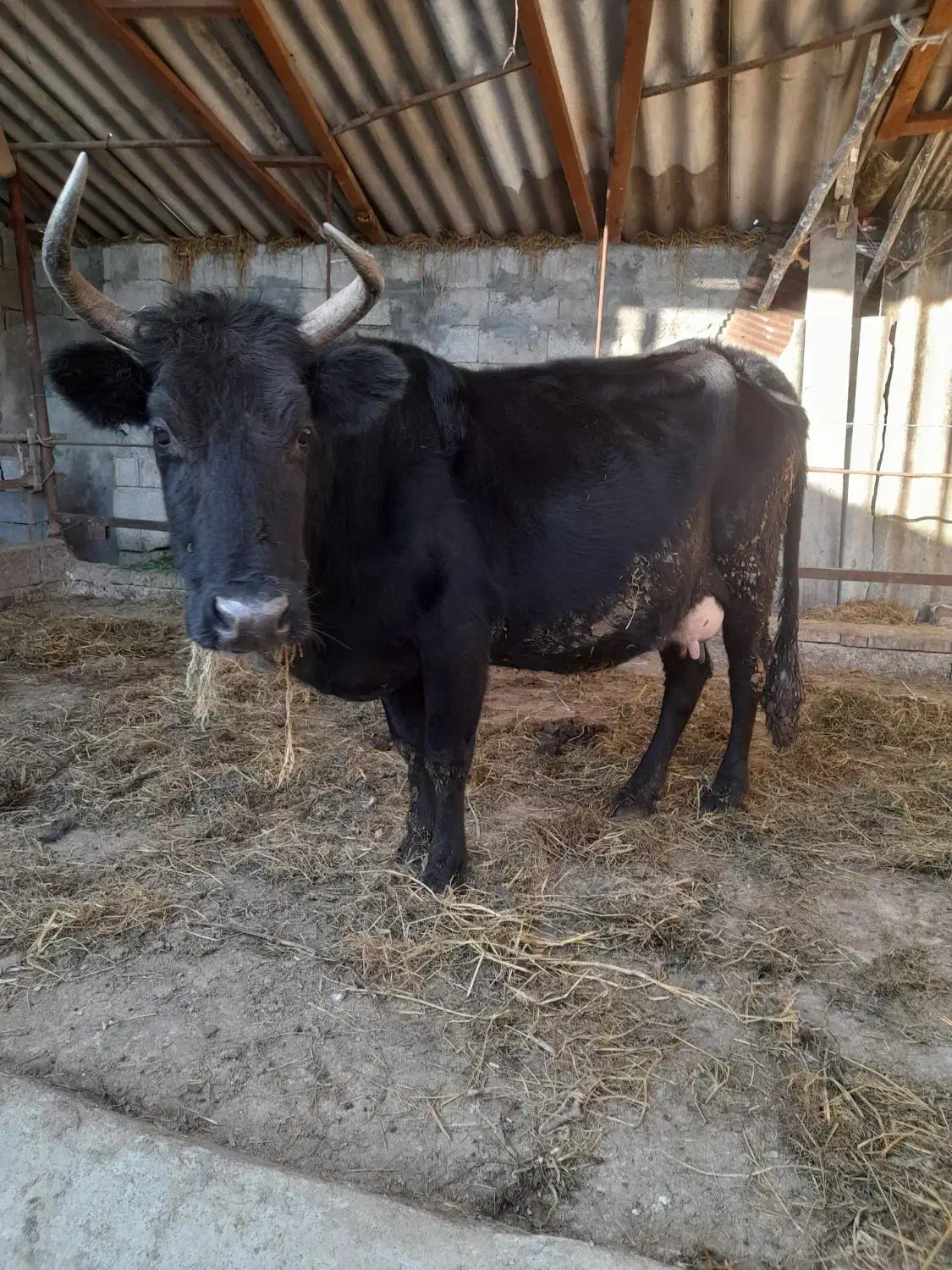 گاو شیرده هم آبستن ۳ماه|حیوانات مزرعه|قائمشهر, |دیوار