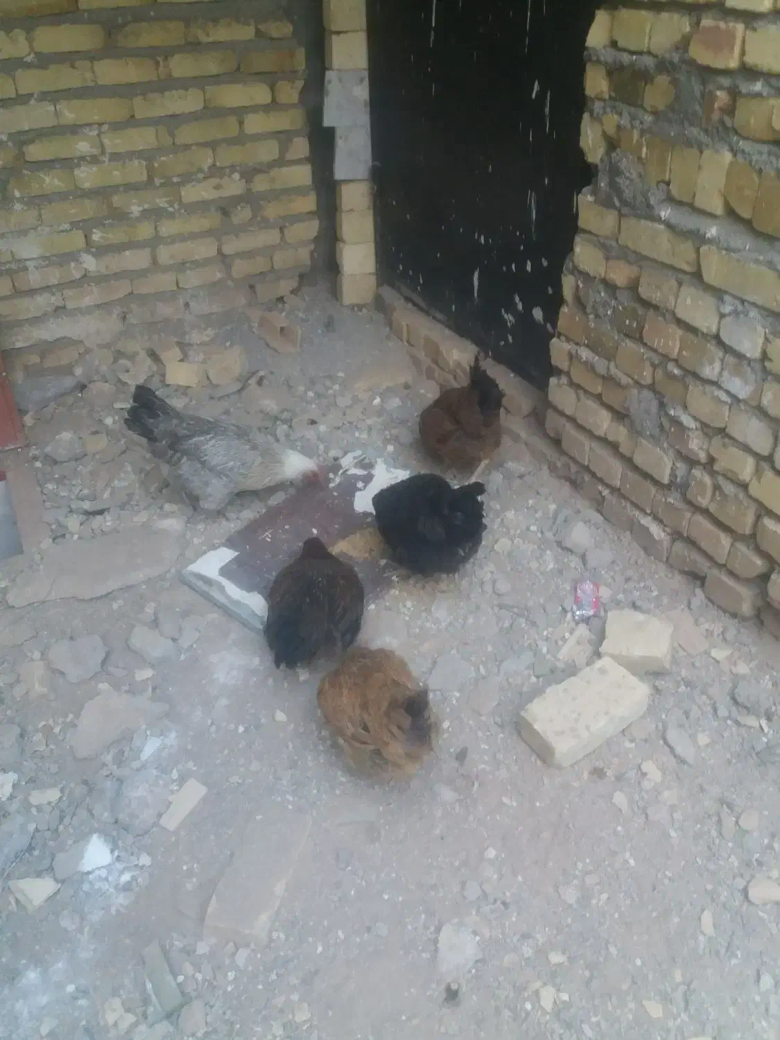 ۶عددمرغ محلی تخم گذار|حیوانات مزرعه|تاکستان, |دیوار