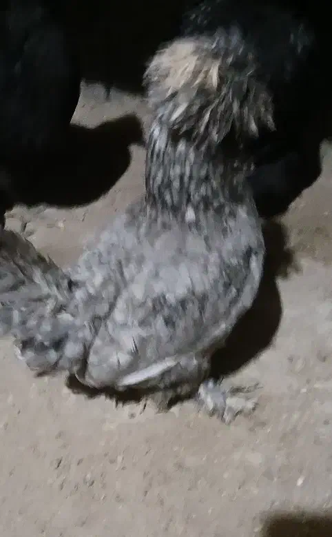 مرغ|حیوانات مزرعه|همدان, |دیوار