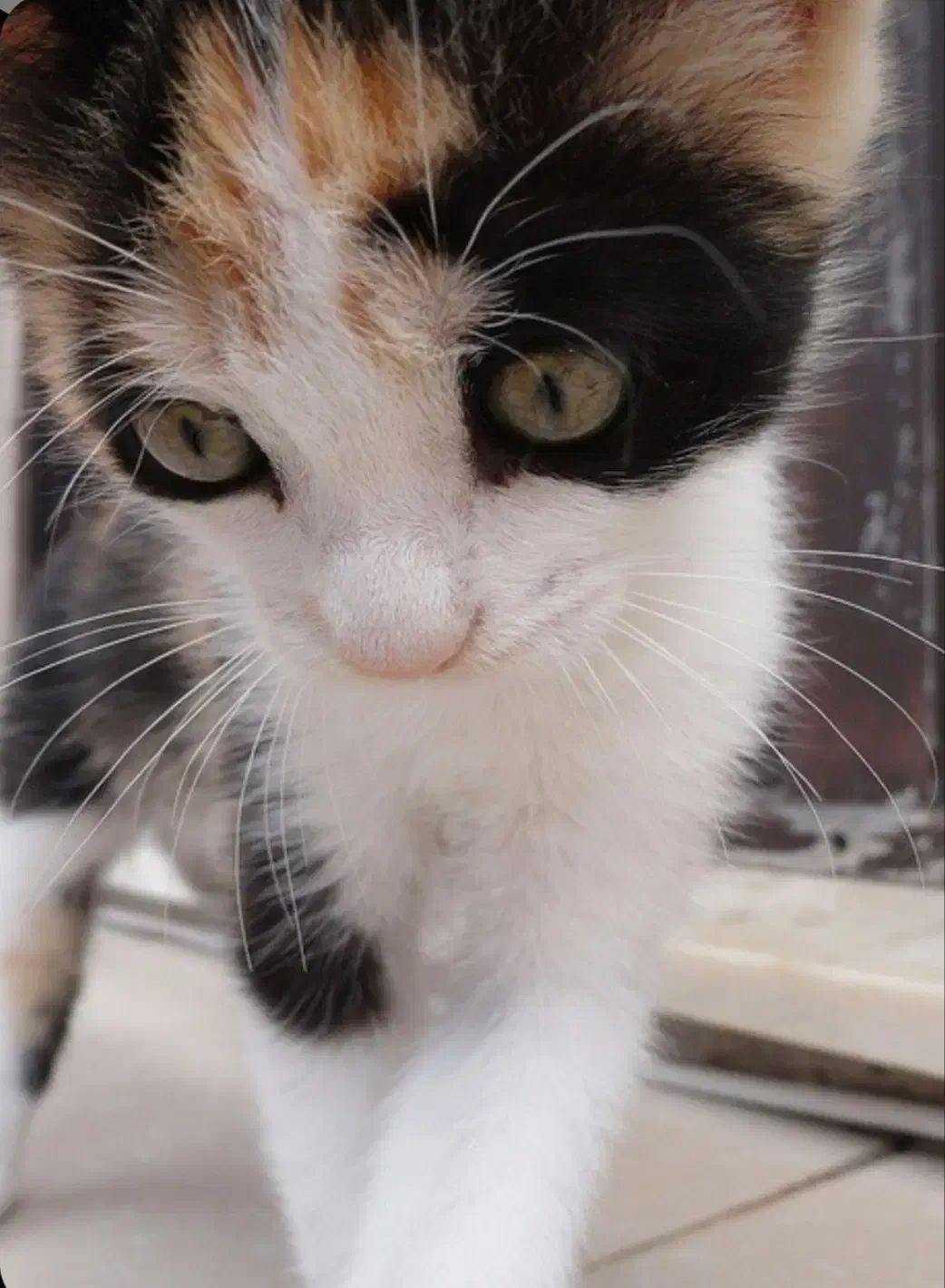 واگذاری بچه گربه|گربه|محلات, |دیوار