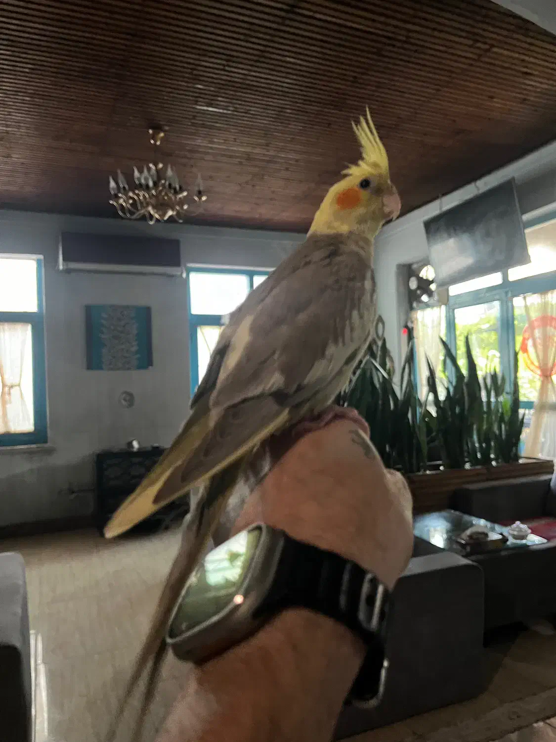 عروس هلندی|پرنده|رشت, باهنر|دیوار