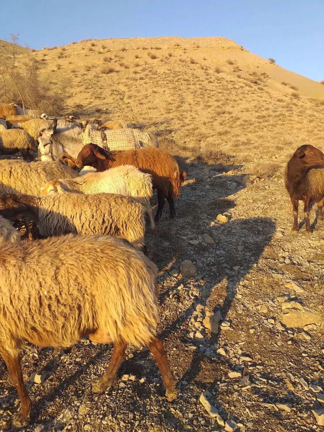 خر ۵سال دارد قیمت توافقی|حیوانات مزرعه|بجنورد, |دیوار