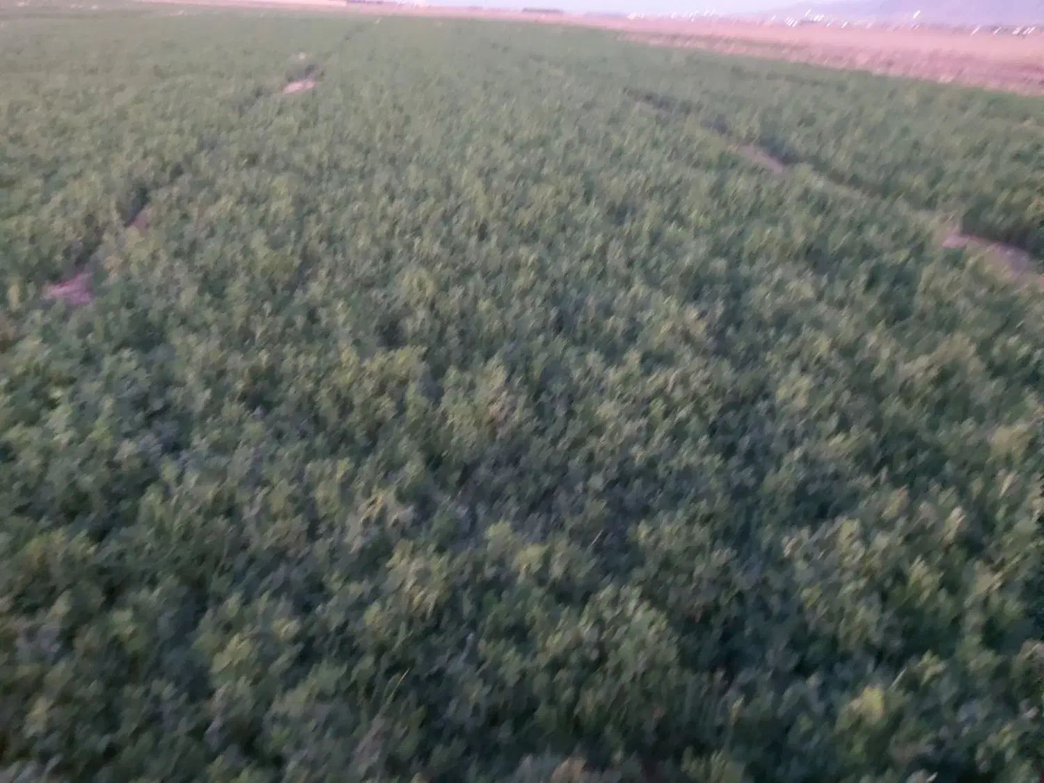 کرت یونجه|خدمات باغبانی و درختکاری|بیرجند, |دیوار