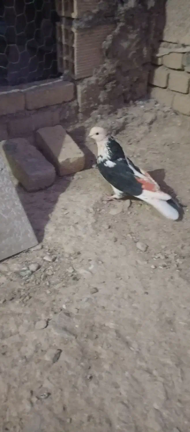 کبوتر|پرنده|ملایر, |دیوار