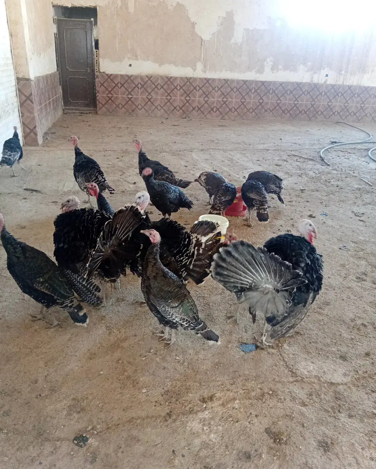 بوقلمون جوان نر ماده|حیوانات مزرعه|مشهد, شهید احمدی روشن|دیوار