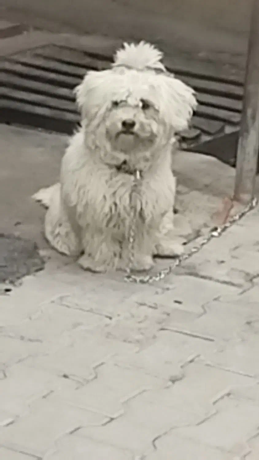 سگ شیتزو|سگ|سیرجان, |دیوار