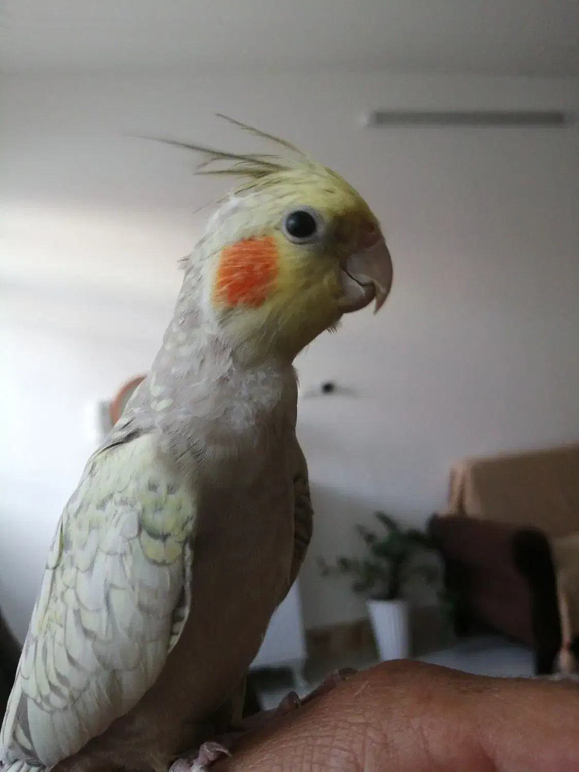 عروس هلندی|پرنده|بیرجند, |دیوار