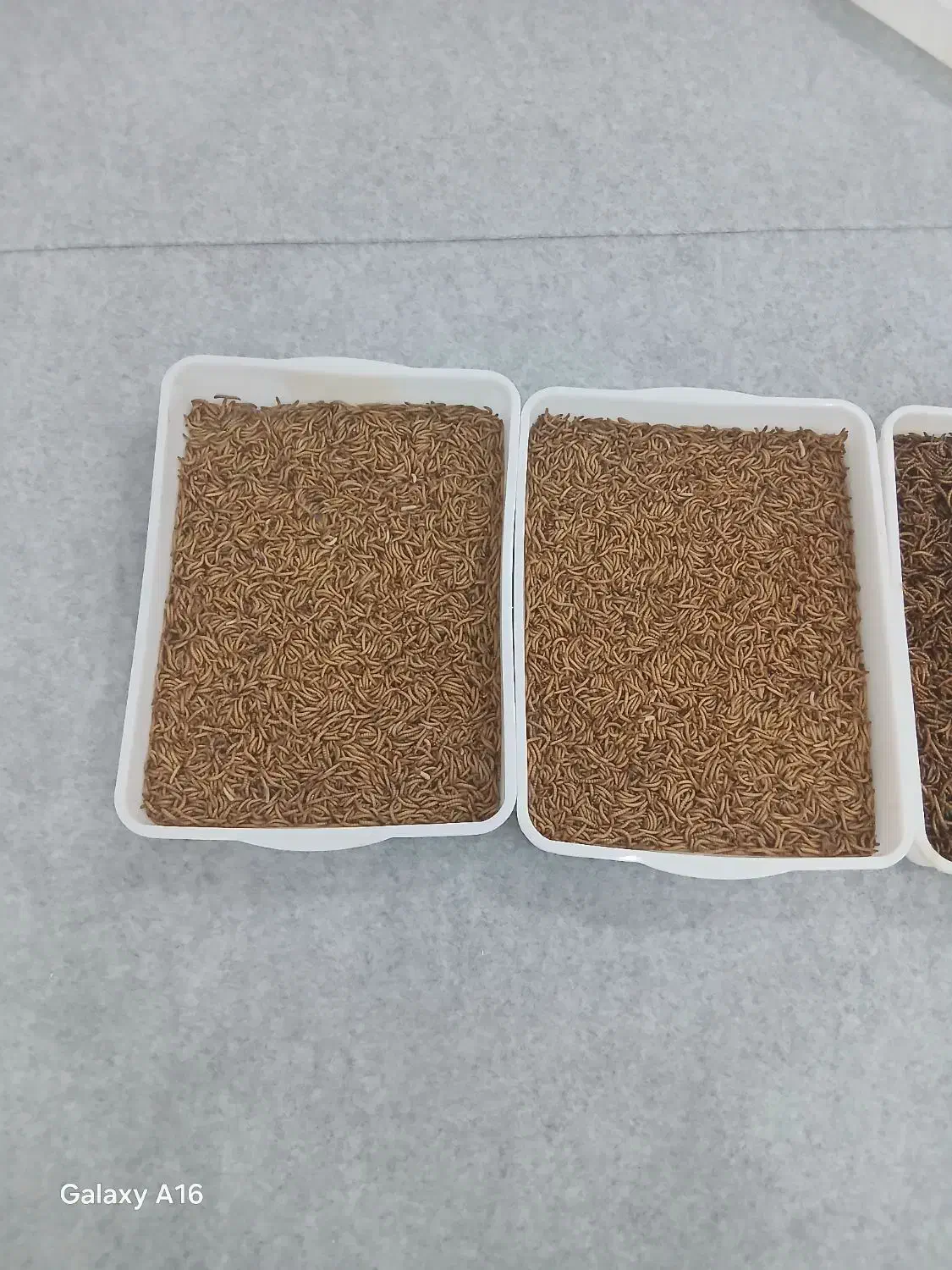 میلورم  و مرغ وخروس|حیوانات مزرعه|بوشهر, |دیوار