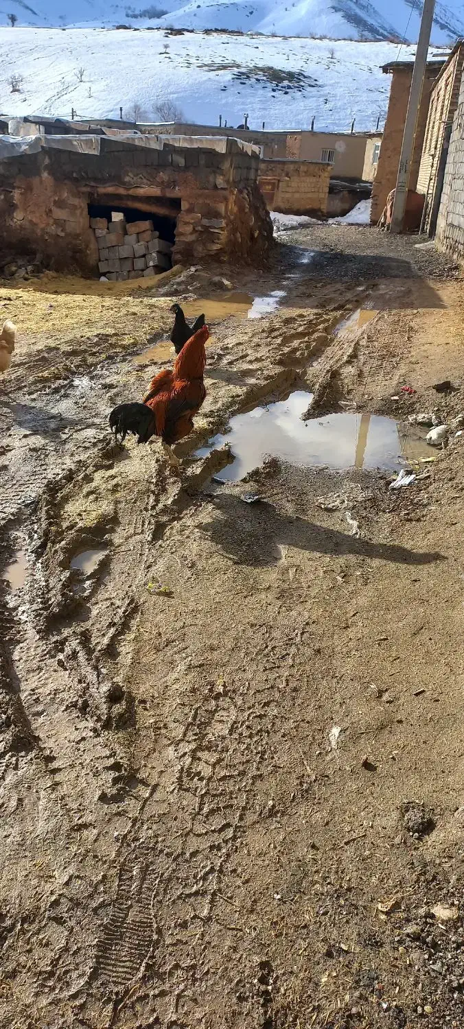 خروس لاری|حیوانات مزرعه|امام, |دیوار