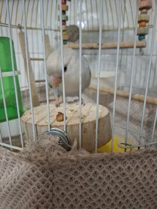 کوتوله|پرنده|اصفهان, جنیران (لادان)|دیوار