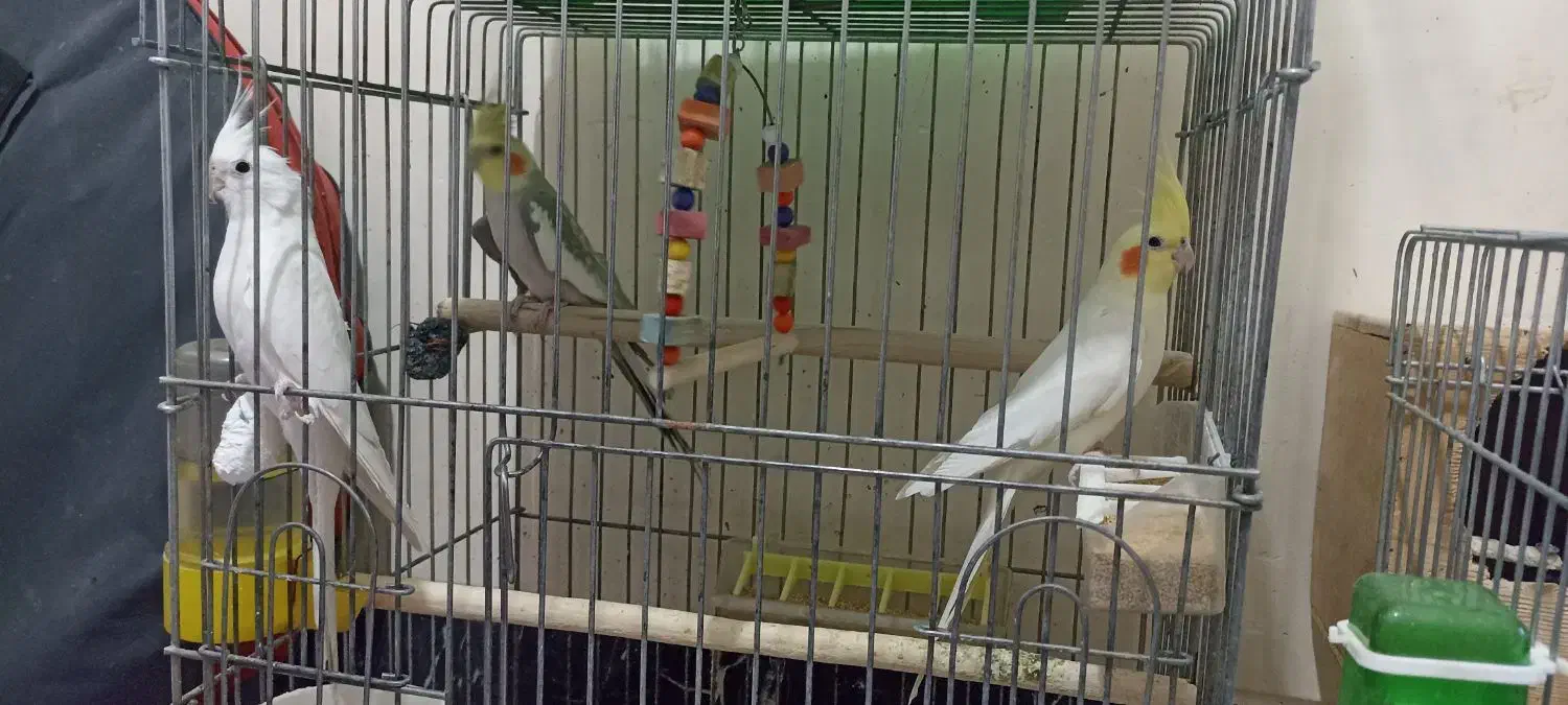 عروس هلندی سخنگو|پرنده|مرودشت, دولت آباد|دیوار