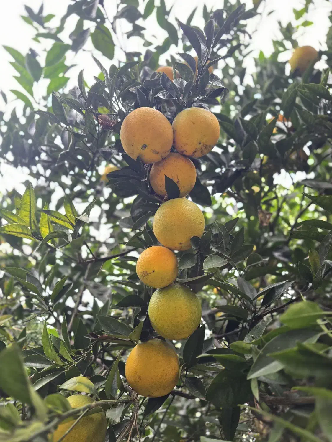 پرتقال، مازندران، شهرستان عباسآباد|خوردنی و آشامیدنی|عباسآباد, |دیوار