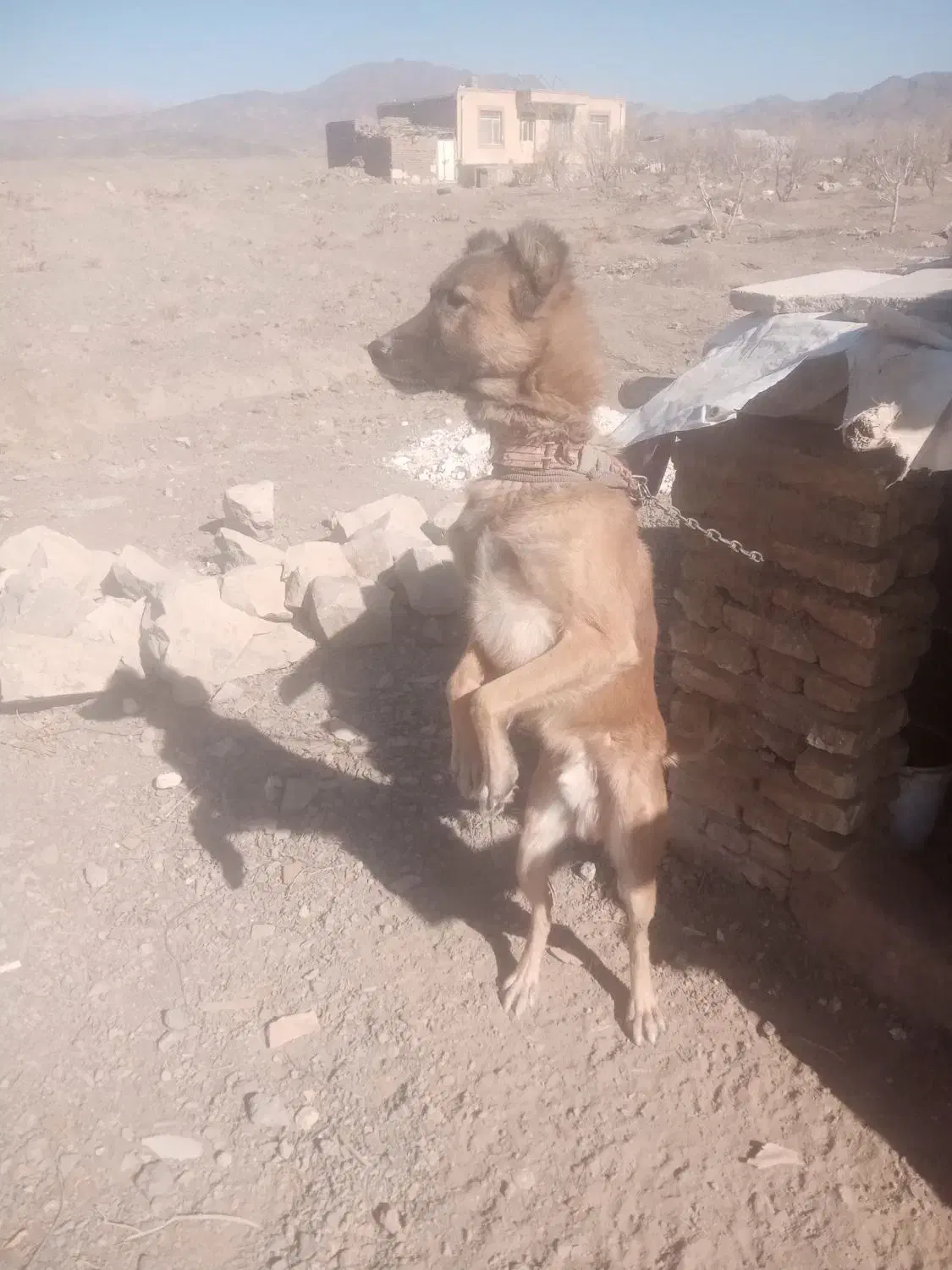 سگ واسه باغ|سگ|نوده انقلاب, |دیوار