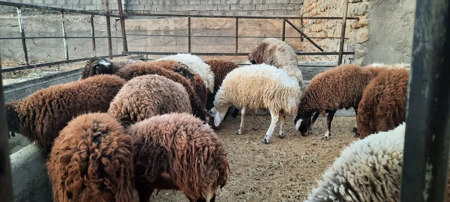 بره نر پرواری|حیوانات مزرعه|چگنی, |دیوار