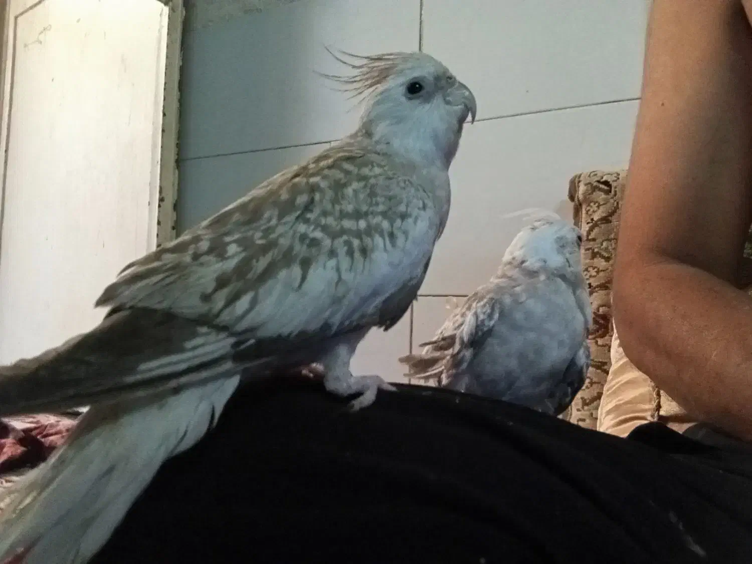 کوتوله و عروس وقفس|پرنده|قم, نیروگاه|دیوار