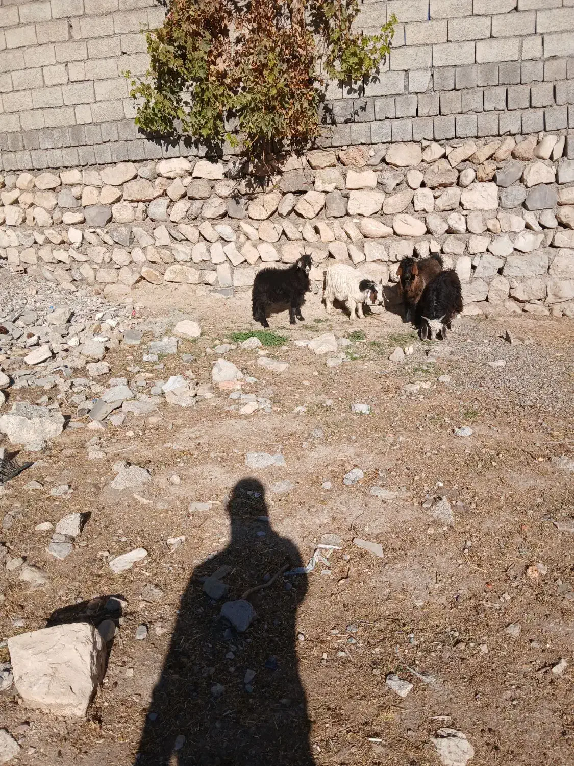 ۴عددبزغاله ۳نرویک ماده بفروش میرسد|حیوانات مزرعه|سیوان, |دیوار