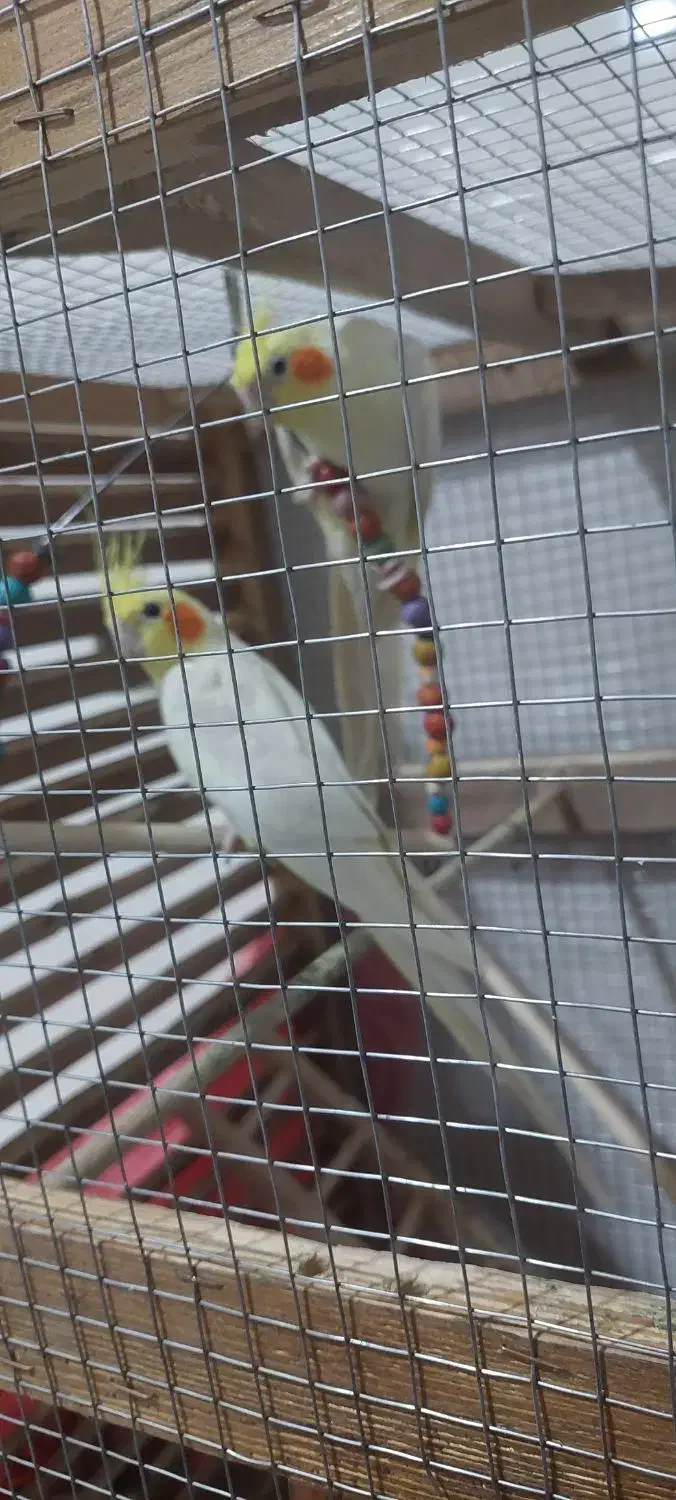 فروش دو عدد عروس هلندی لوتینو|پرنده|بندر دیر, |دیوار