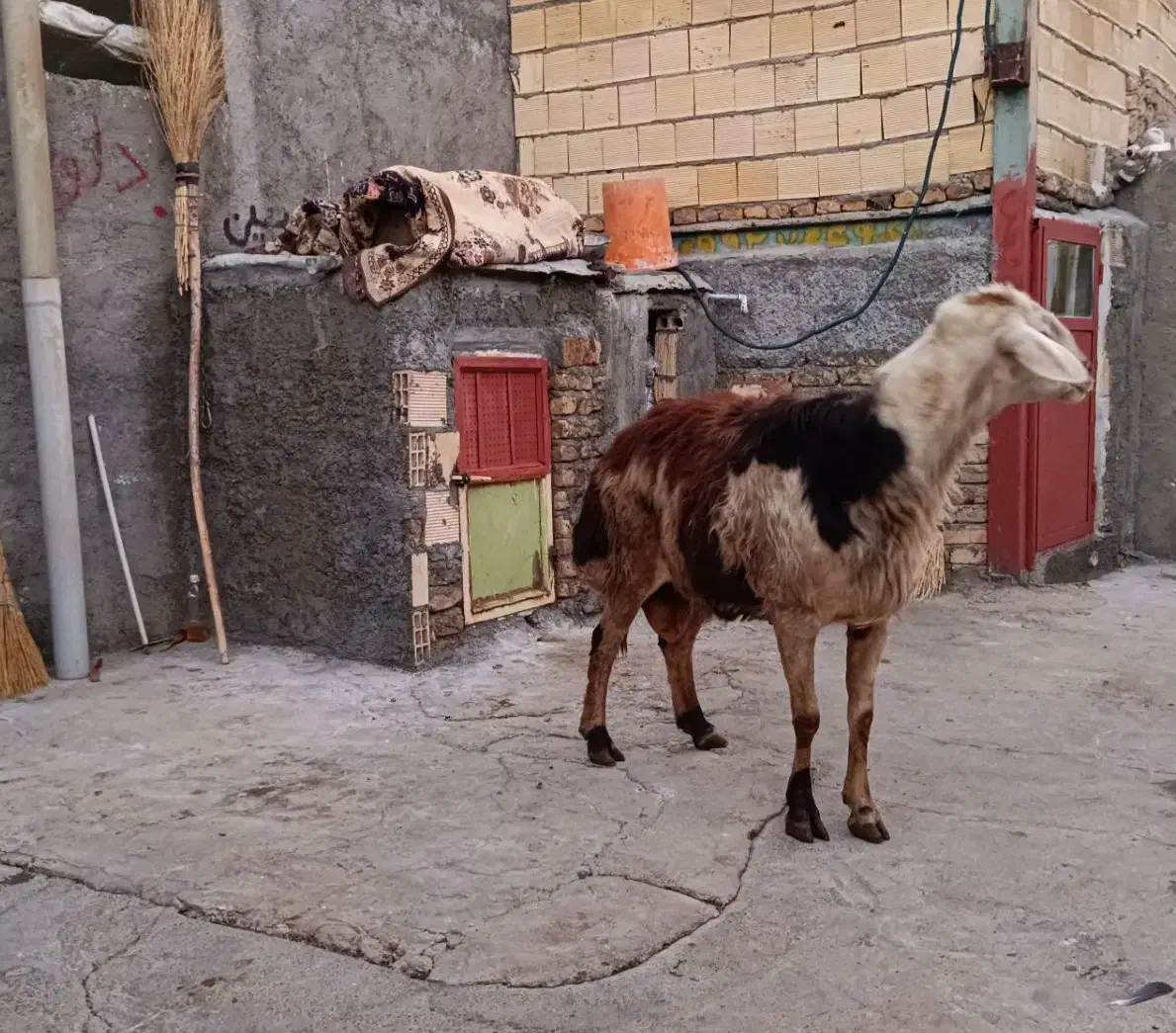 قوچ|حیوانات مزرعه|الشتر, |دیوار