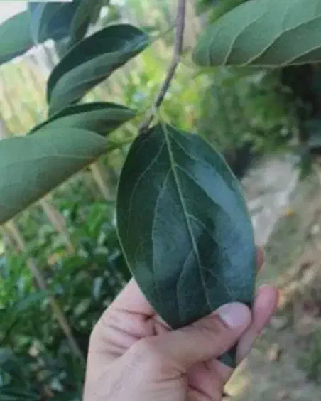 توزیع نهال خرمالو، انار ،انجیر در نهالستان غرب|خدمات باغبانی و درختکاری|اطاقور, |دیوار