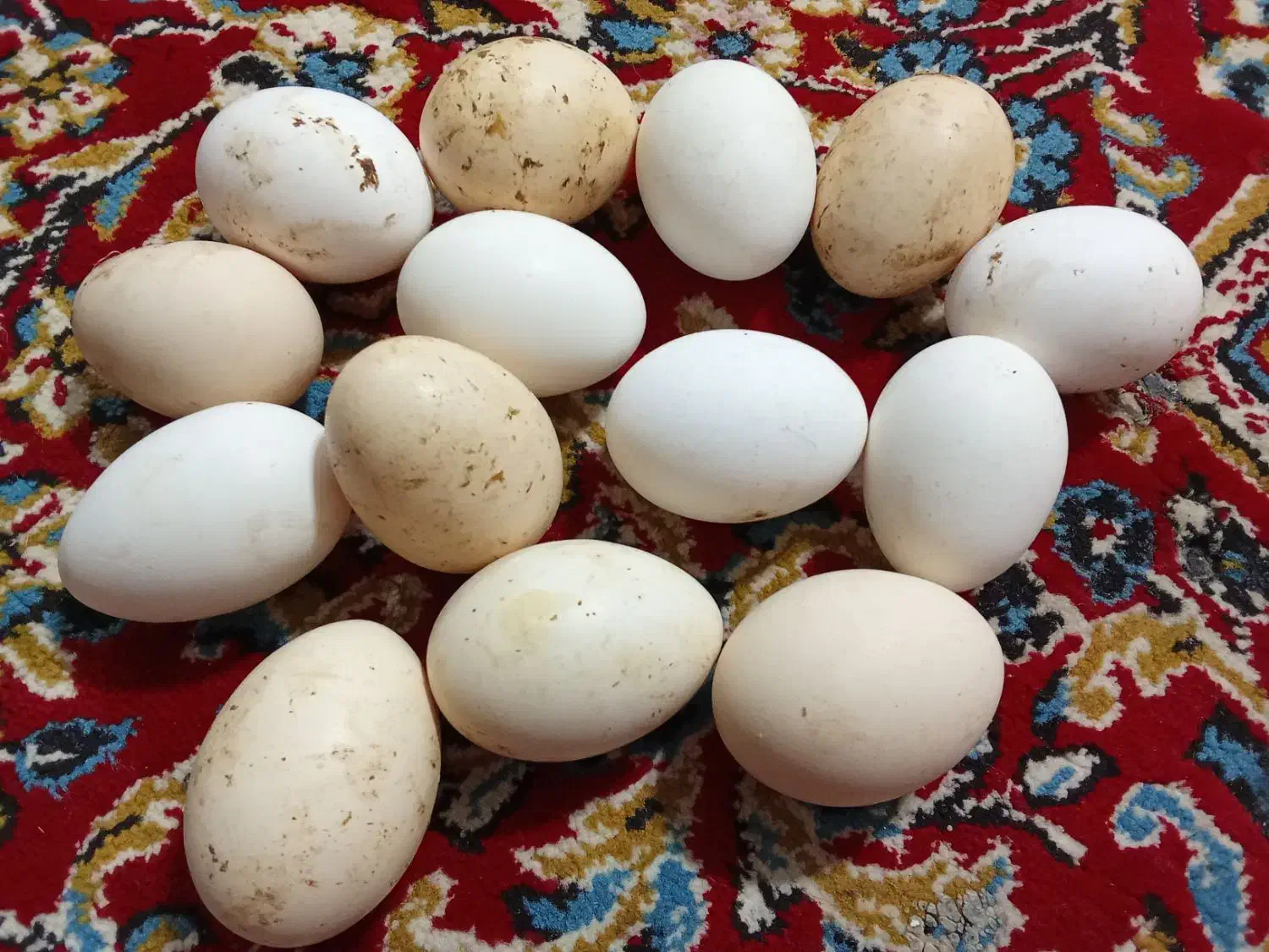 تخم مرغ محلی و تخم بوقلمون|خوردنی و آشامیدنی|دزفول, |دیوار