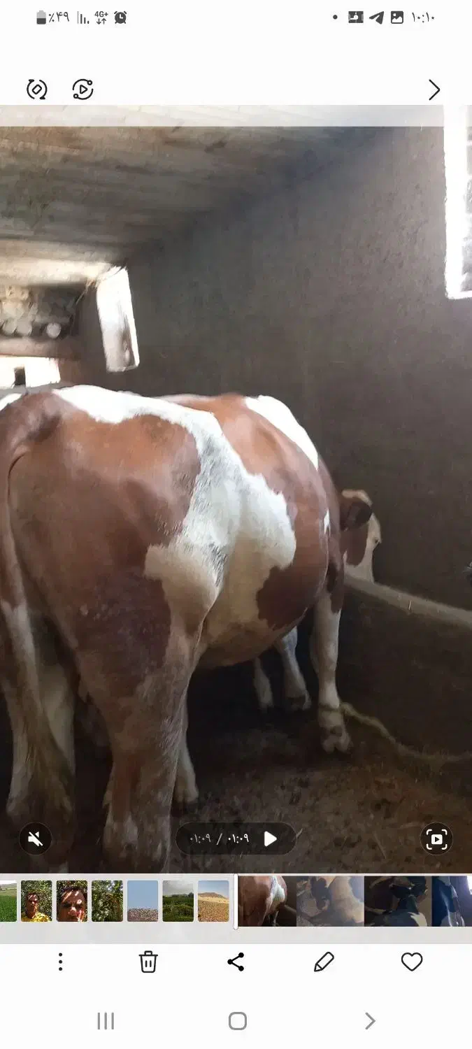 گاو سیمینتال مونت|حیوانات مزرعه|ایجرود, |دیوار