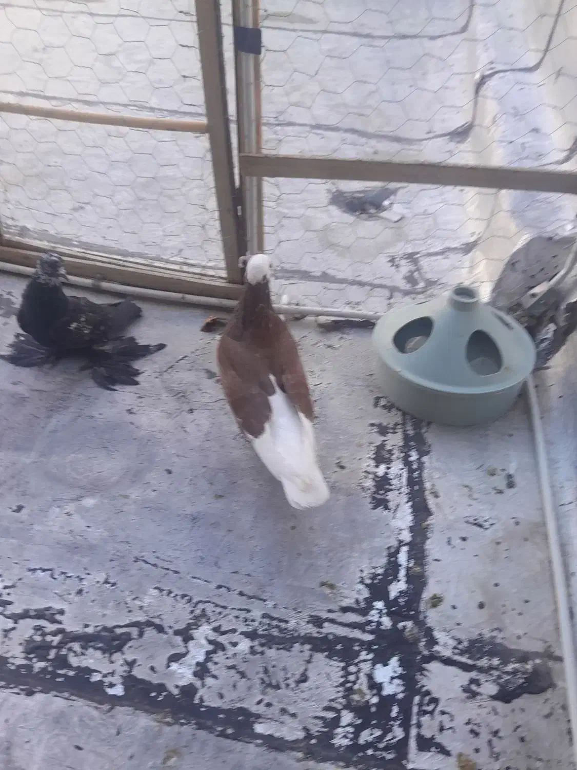 کبوتر|پرنده|باسمنج, |دیوار