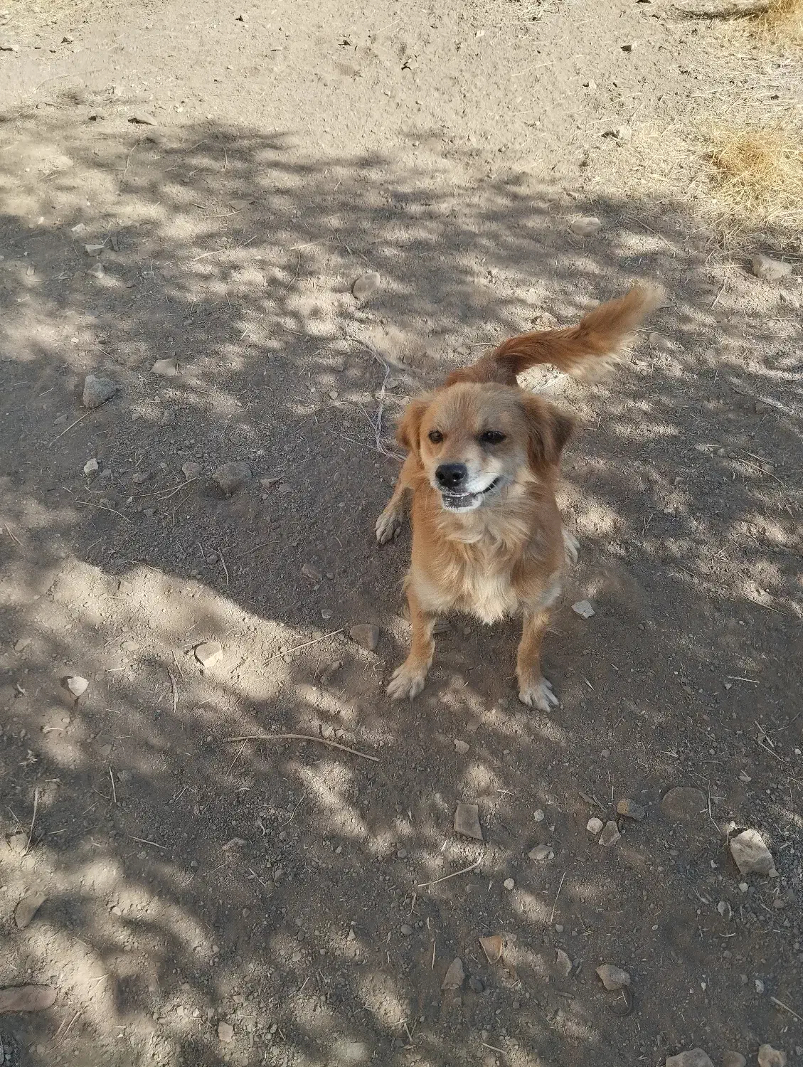 سگ پاپی|سگ|بهار, |دیوار