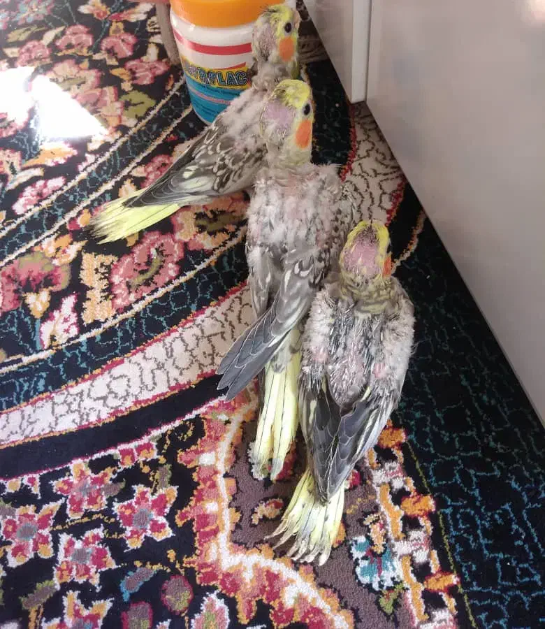 جوجه عروس هلندی|پرنده|شیراز, کوشک میدان|دیوار