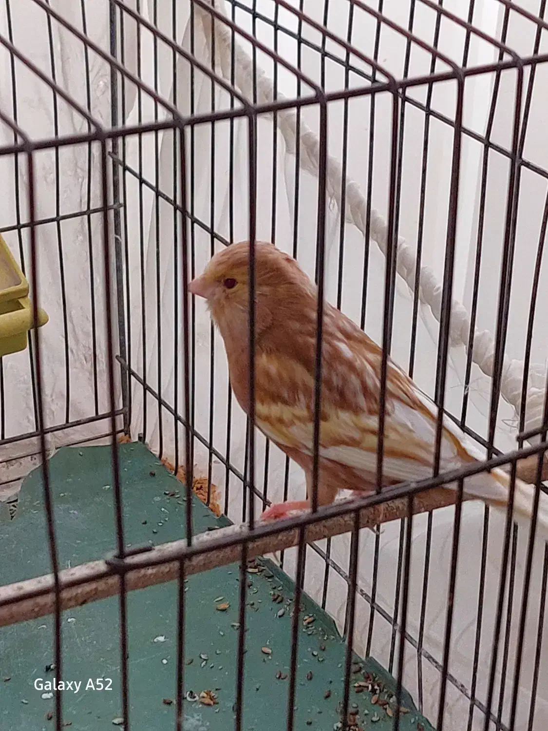 یک جفت فائو|پرنده|فشم, |دیوار