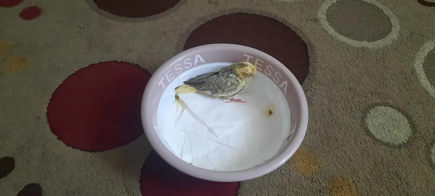 گمشده بندر کنگان|حیوانات|بندر کنگان, |دیوار