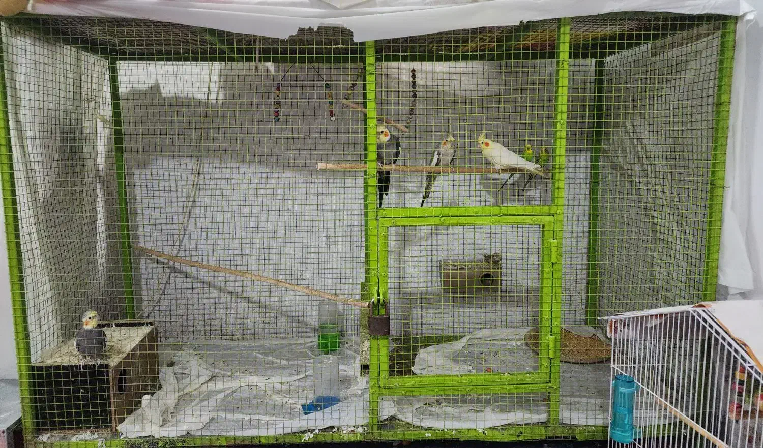 پرنده با قفس|پرنده|بوشهر, |دیوار