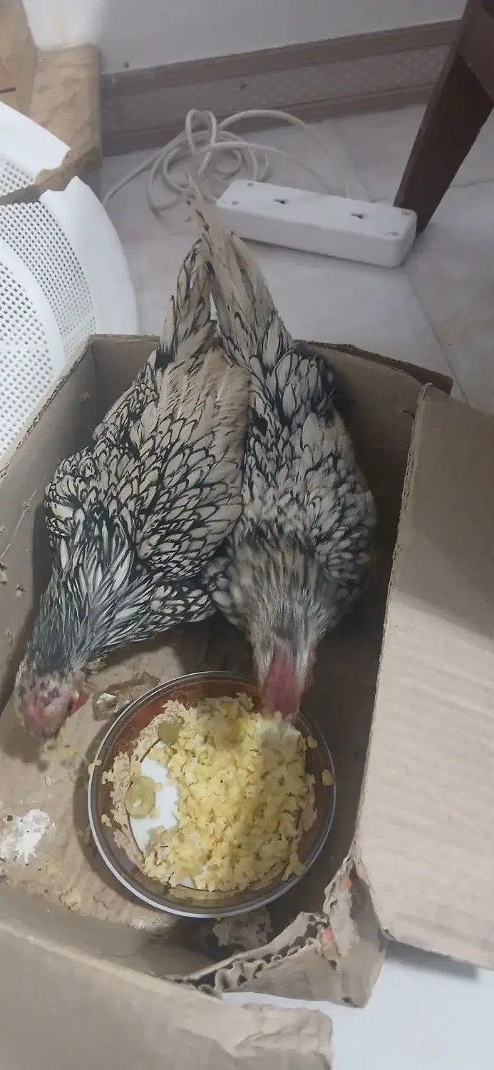 خروس سبرایت|حیوانات مزرعه|کرمانشاه, |دیوار