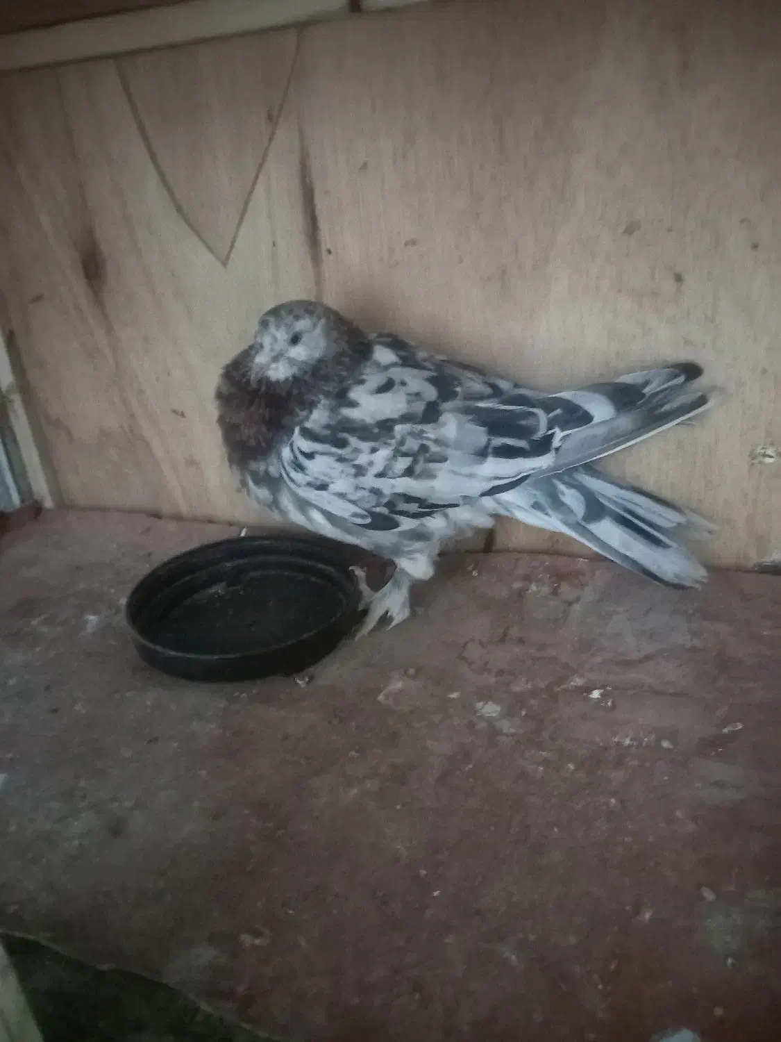 کفتر سرور یه جفت ویه نر فروشی|پرنده|پاکدشت, شهرک امام رضا|دیوار