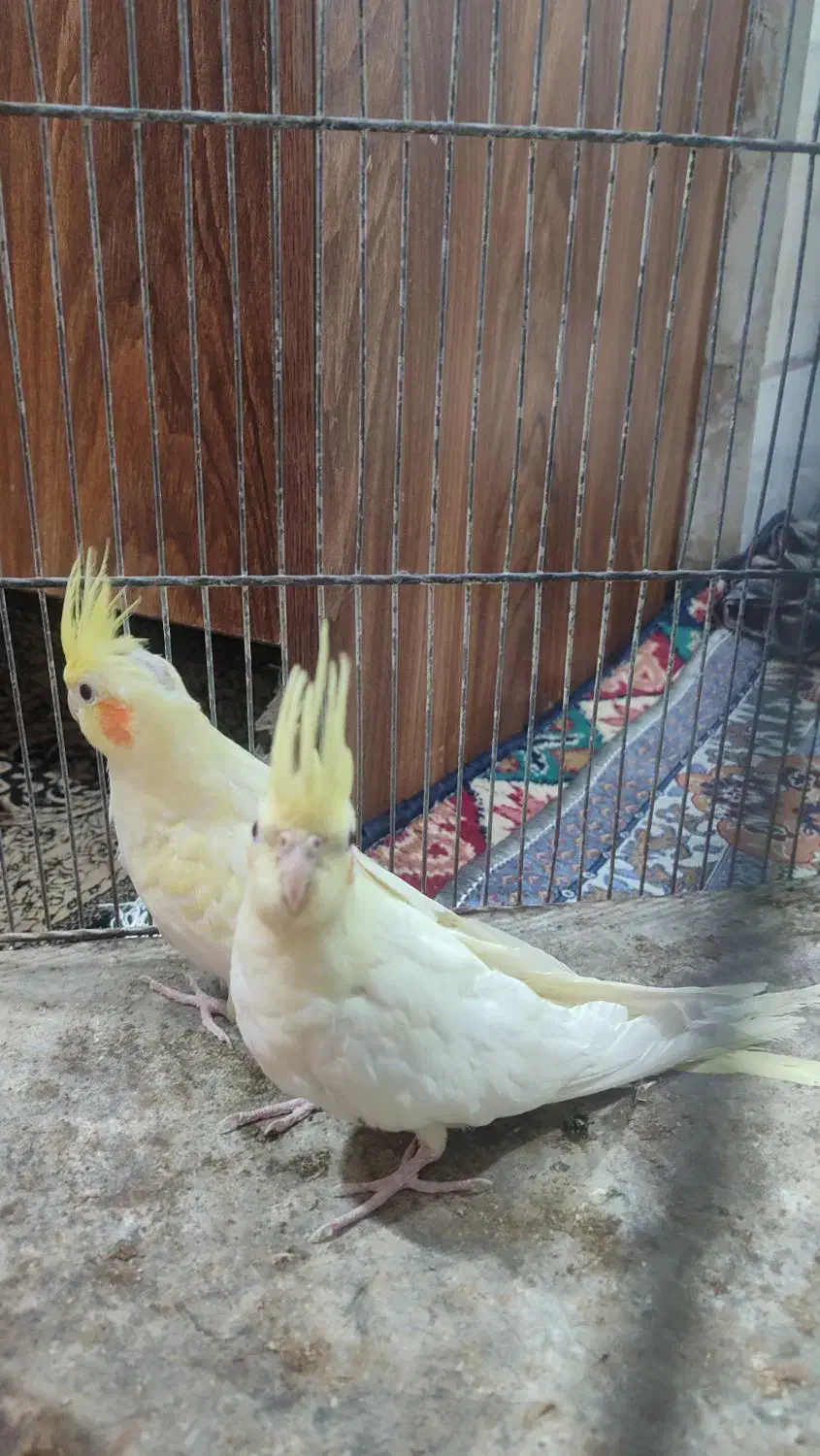 عروس هلندی|پرنده|زاهدان, |دیوار